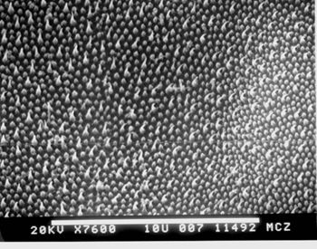 Media type: image; Herpetology R-112088
